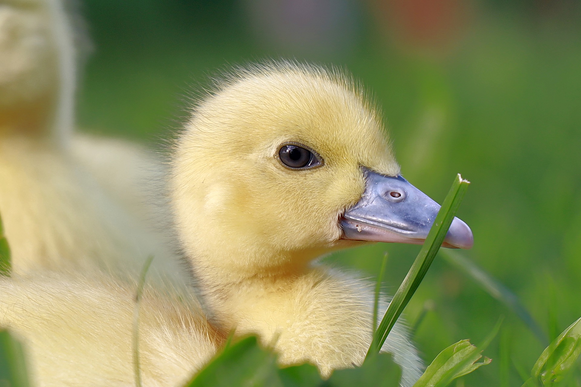 duckling-g2b4ac9057_1920