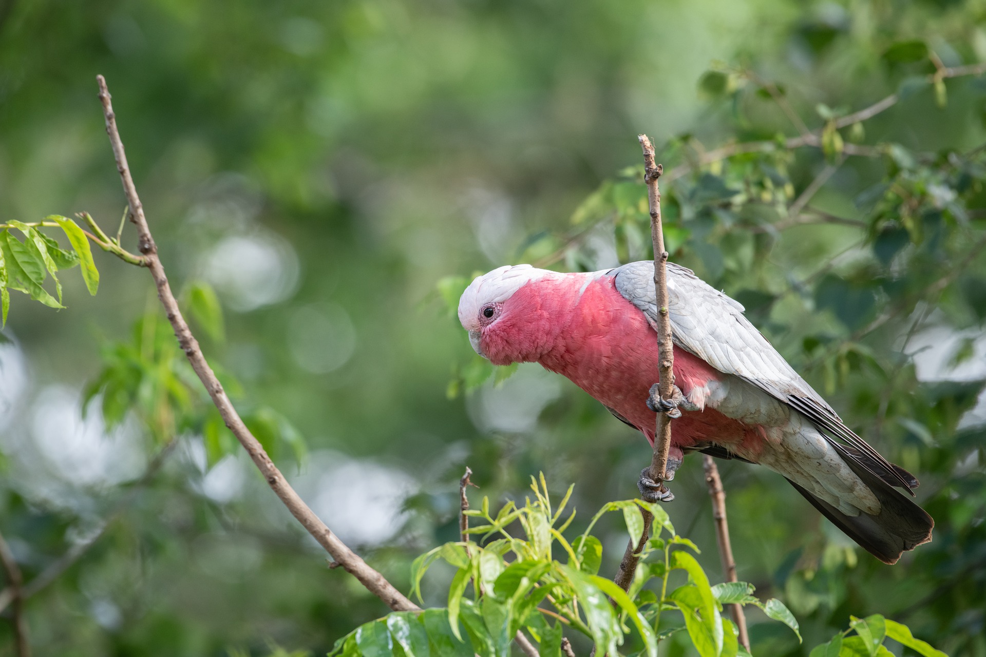 galah-g0dc86c02c_1920
