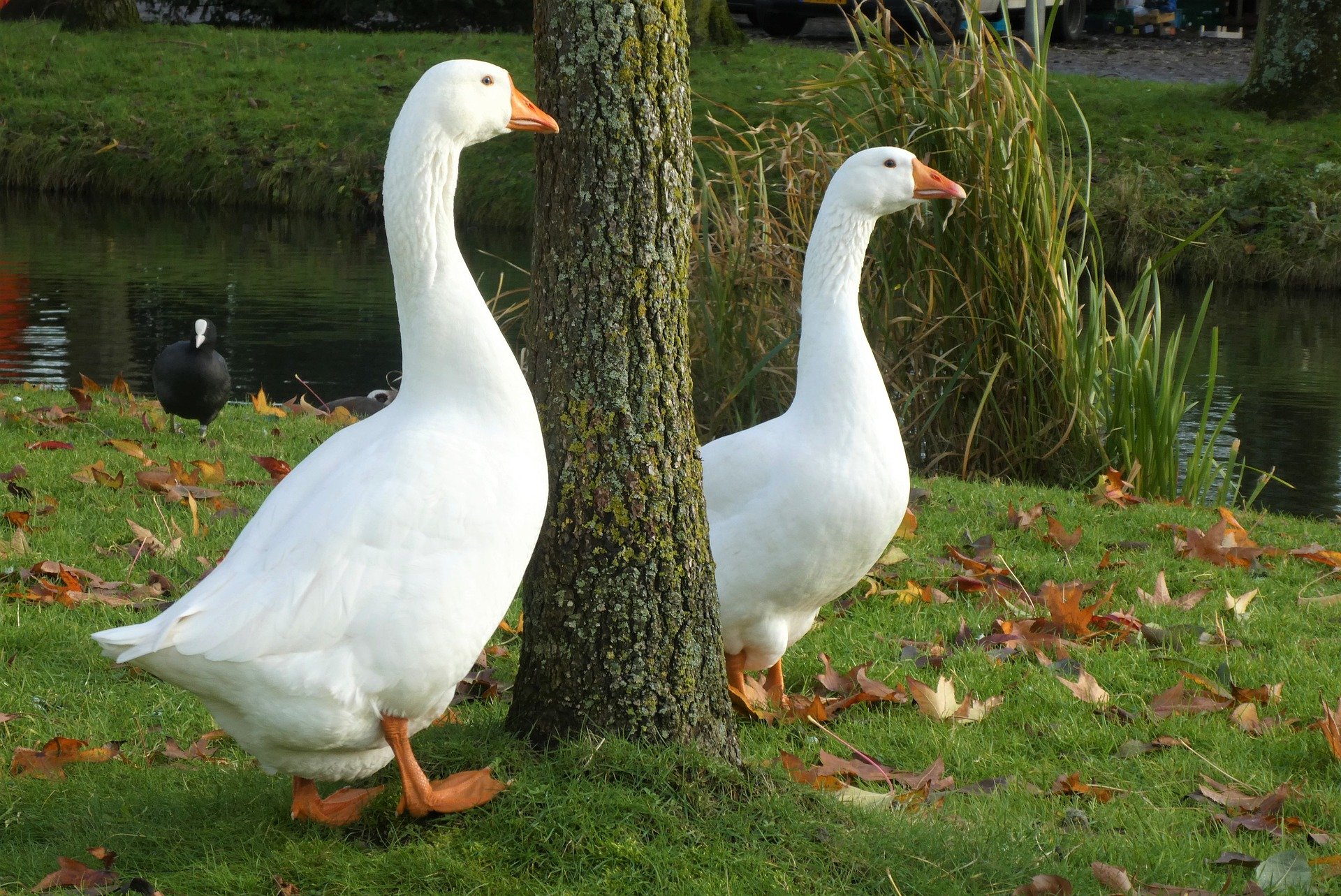 geese-g49d73551d_1920