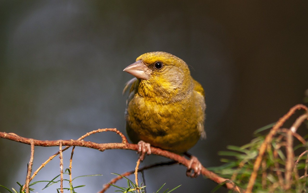 greenfinch-gac47adf75_1280
