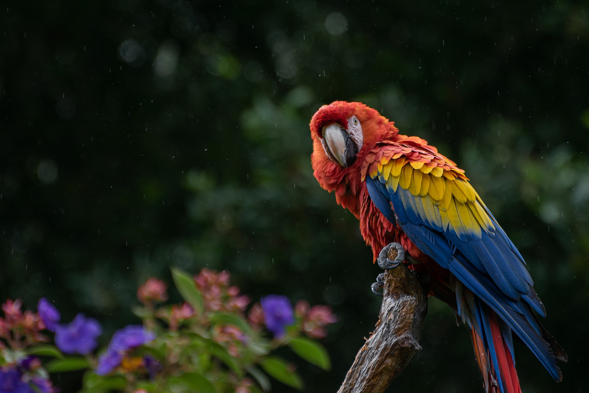 macaw-gbc8d6b549_1920